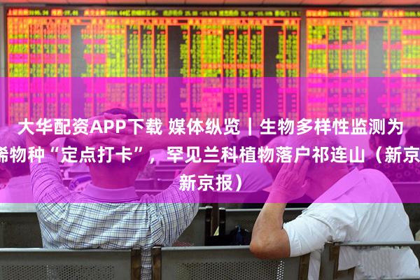 大华配资APP下载 媒体纵览｜生物多样性监测为珍稀物种“定点打卡”，罕见兰科植物落户祁连山（新京报）